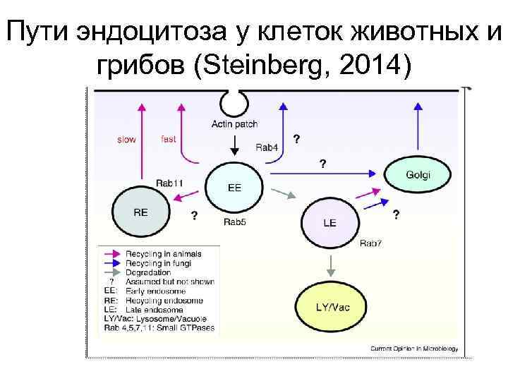 Пути эндоцитоза у клеток животных и грибов (Steinberg, 2014) 