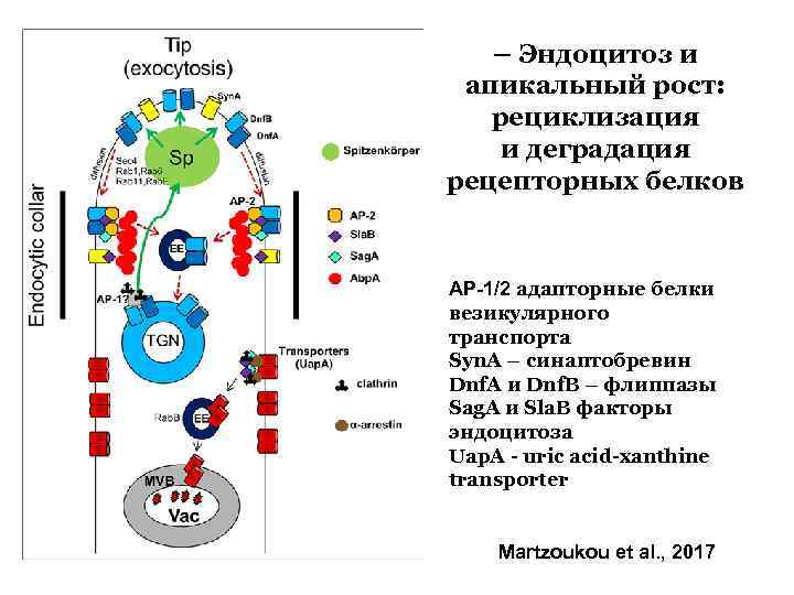 – Эндоцитоз и апикальный рост: рециклизация и деградация рецепторных белков AP-1/2 адапторные белки везикулярного