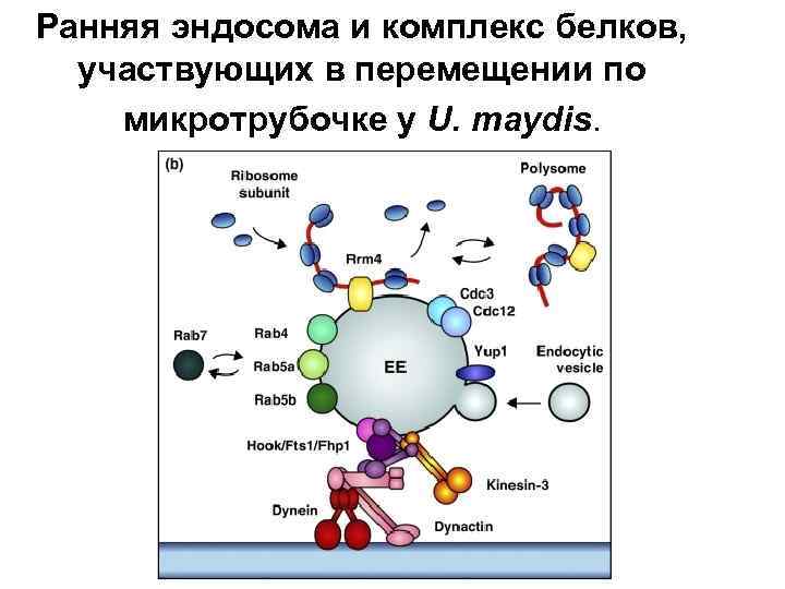 Ранняя эндосома и комплекс белков, участвующих в перемещении по микротрубочке у U. maydis. 