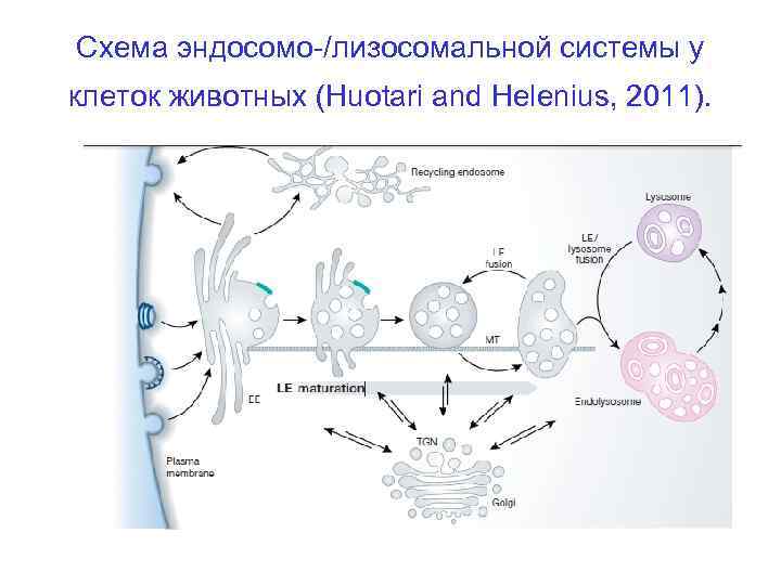 Схема эндосомо-/лизосомальной системы у клеток животных (Huotari and Helenius, 2011). 