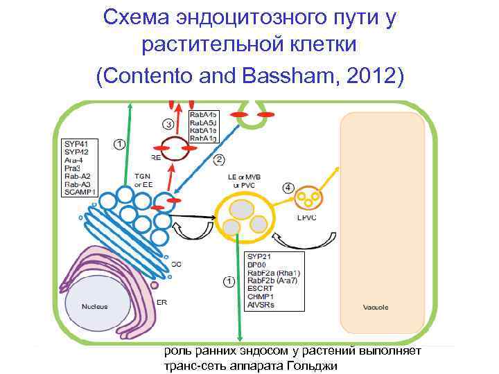 Схема эндоцитозного пути у растительной клетки (Contento and Bassham, 2012) роль ранних эндосом у