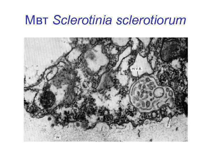 Мвт Sclerotinia sclerotiorum 