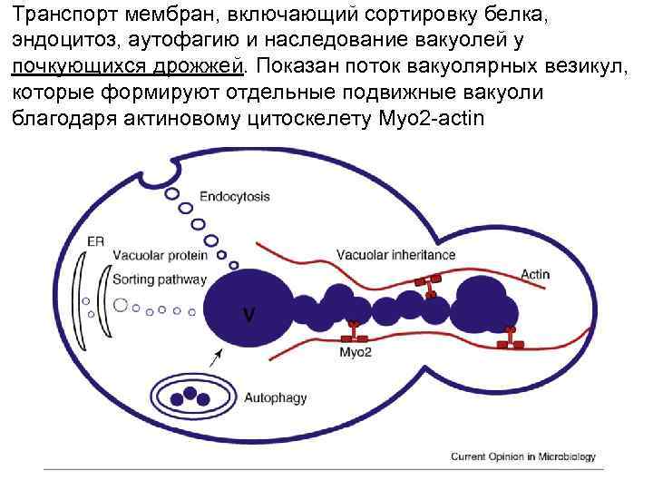 Транспорт мембран, включающий сортировку белка, эндоцитоз, аутофагию и наследование вакуолей у почкующихся дрожжей. Показан