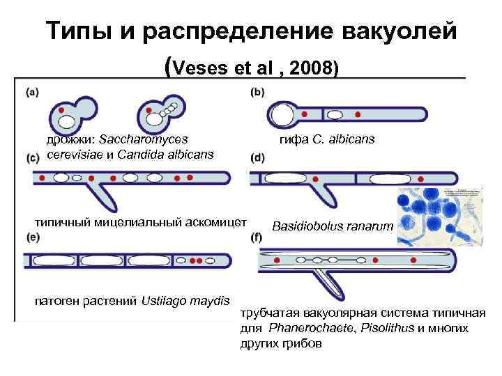 Типы и распределение вакуолей (Veses et al , 2008) дрожжи: Saccharomyces cerevisiae и Candida