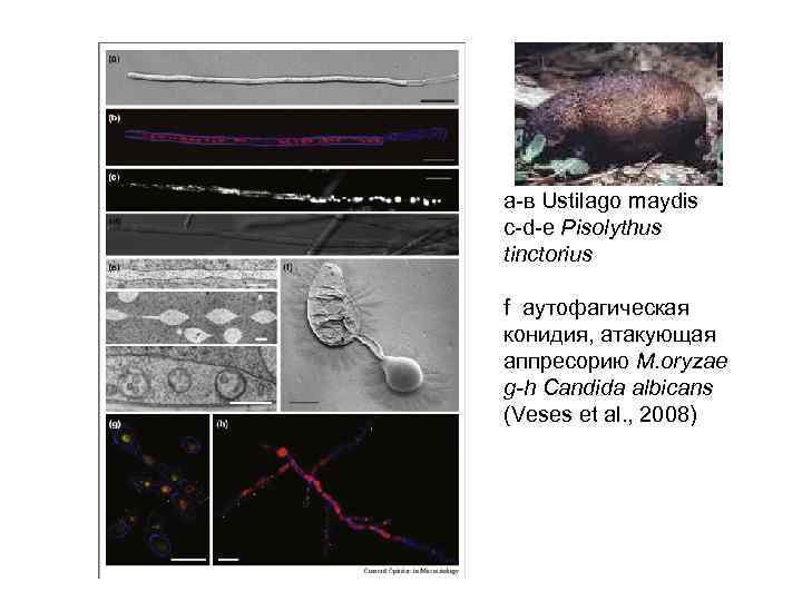 а-в Ustilago maydis c-d-e Pisolythus tinctorius f аутофагическая конидия, атакующая аппресорию M. oryzae g-h