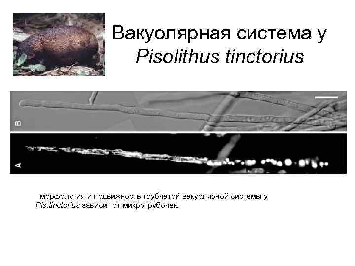 Вакуолярная система у Pisolithus tinctorius морфология и подвижность трубчатой вакуолярной системы у Pis. tinctorius