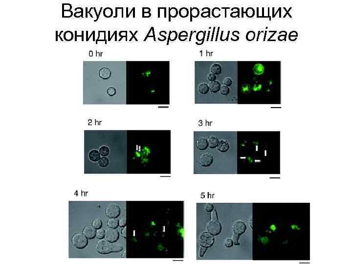 Вакуоли в прорастающих конидиях Aspergillus orizae 