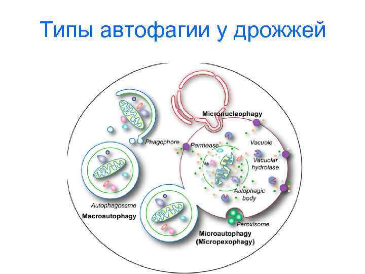 Типы автофагии у дрожжей 