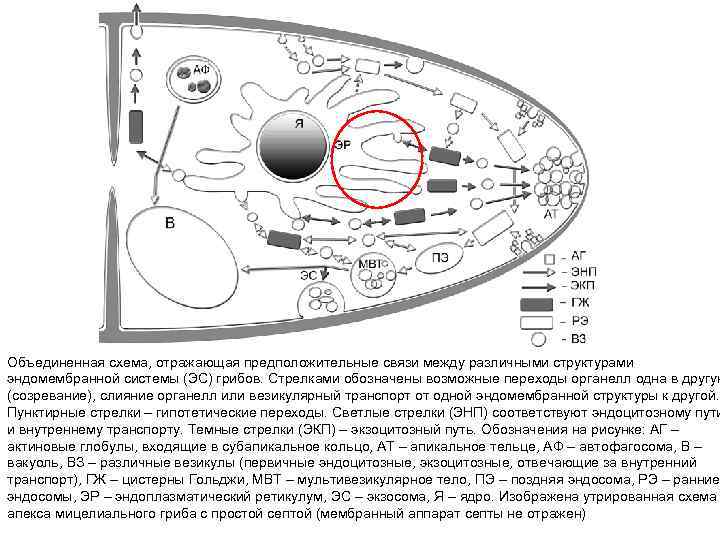 Объединенная схема, отражающая предположительные связи между различными структурами эндомембранной системы (ЭС) грибов. Стрелками обозначены