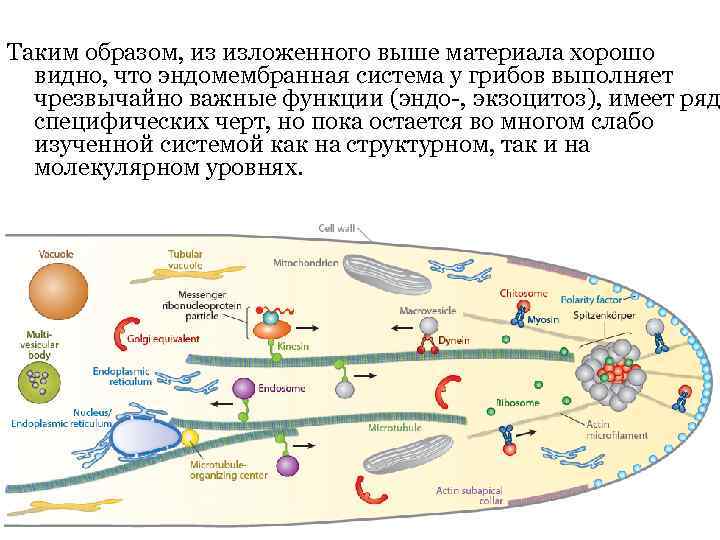 Таким образом, из изложенного выше материала хорошо видно, что эндомембранная система у грибов выполняет