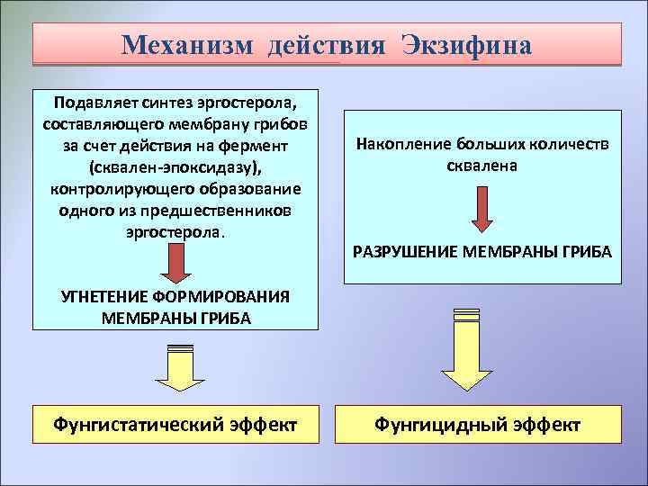 Механизм действия Экзифина Подавляет синтез эргостерола, составляющего мембрану грибов за счет действия на фермент