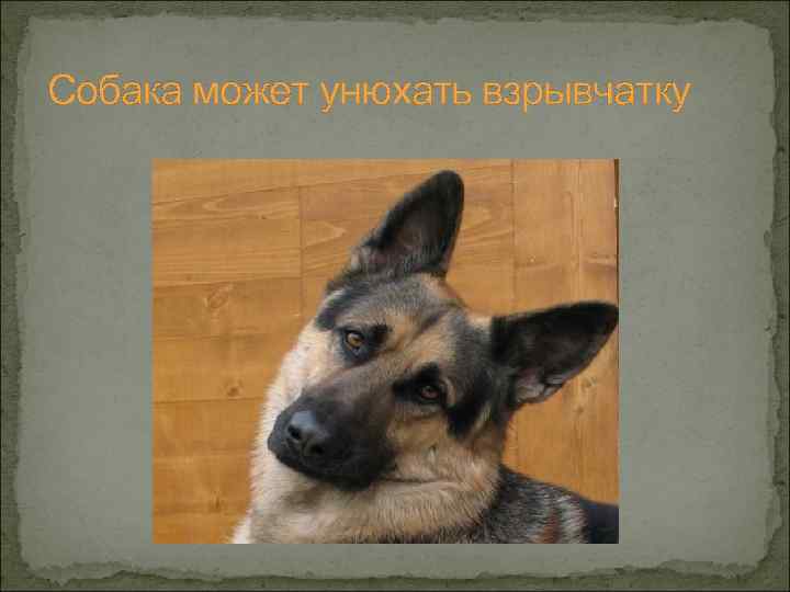 Собака может унюхать взрывчатку 