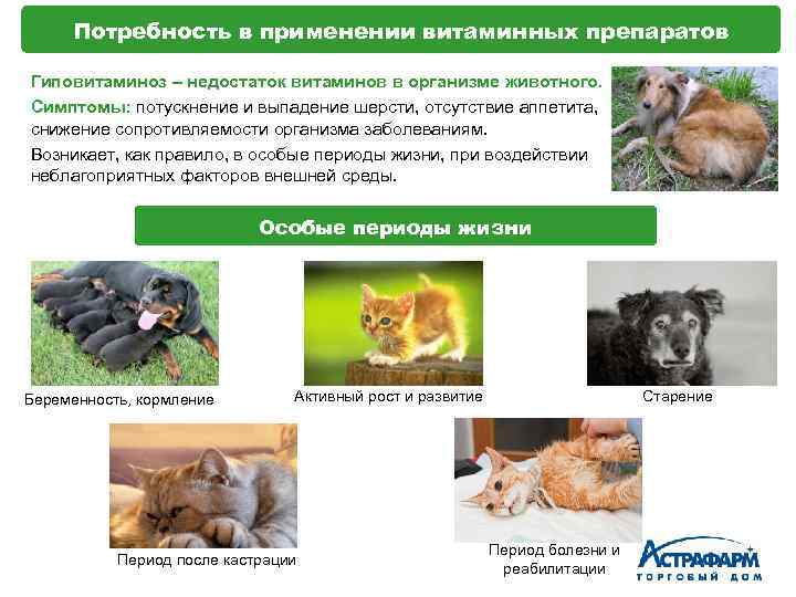 Потребность в применении витаминных препаратов Гиповитаминоз – недостаток витаминов в организме животного. Симптомы: потускнение