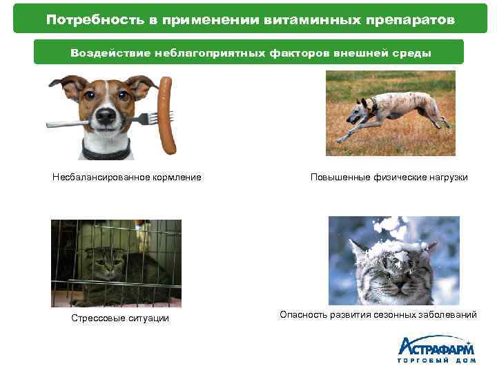 Потребность в применении витаминных препаратов Воздействие неблагоприятных факторов внешней среды Несбалансированное кормление Стрессовые ситуации