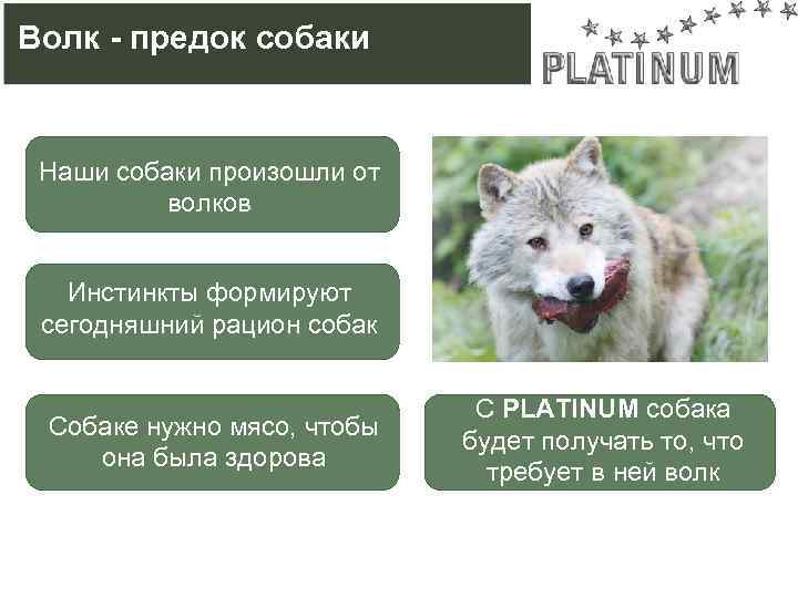 Волк - предок собаки Наши собаки произошли от волков Инстинкты формируют сегодняшний рацион собак