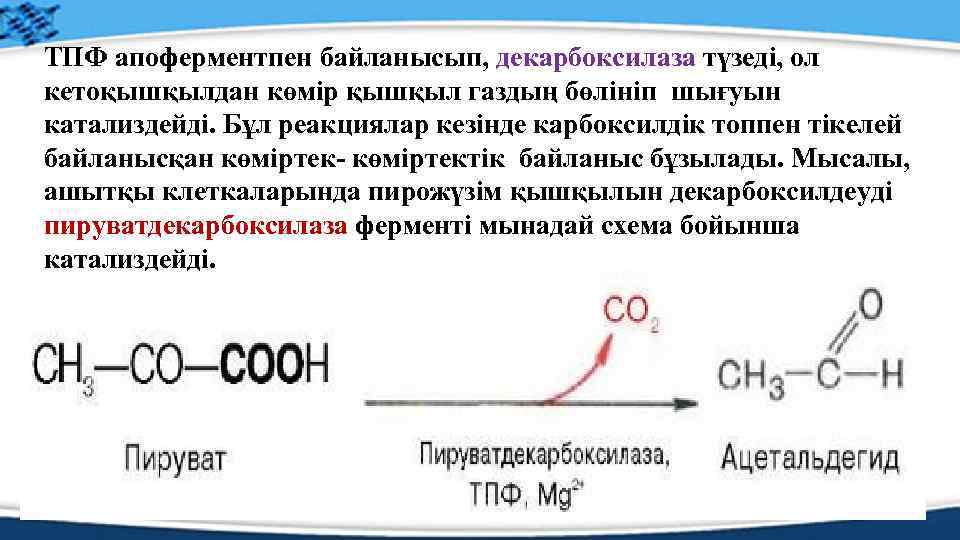 ТПФ апоферментпен байланысып, декарбоксилаза түзеді, ол кетоқышқылдан көмір қышқыл газдың бөлініп шығуын катализдейді. Бұл