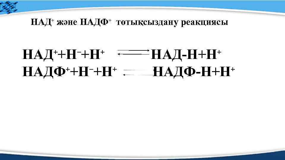 НАД⁺ және НАДФ⁺ тотықсыздану реакциясы НАД⁺+Н⁻+Н⁺ НАДФ⁺+Н⁻+Н⁺ НАД-Н+Н⁺ НАДФ-Н+Н⁺ 