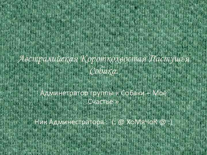 Австралийская Короткохвостая Пастушья Собака. Админетратор группы « Собаки – Моё Счастье » Ник Админестратора