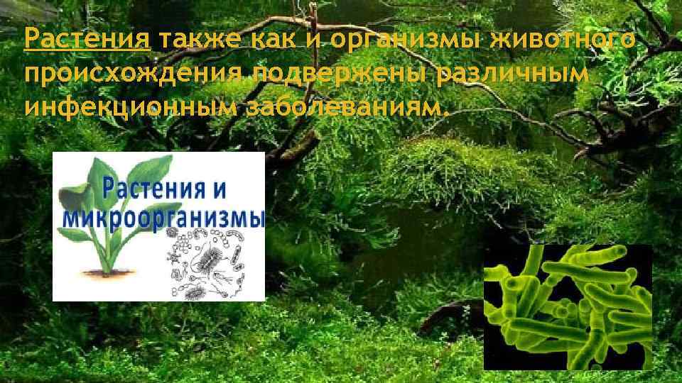Растения также как и организмы животного происхождения подвержены различным инфекционным заболеваниям. 