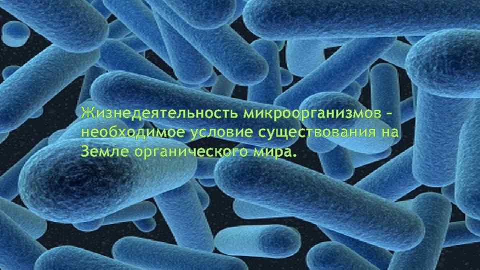 Жизнедеятельность микроорганизмов – необходимое условие существования на Земле органического мира. 