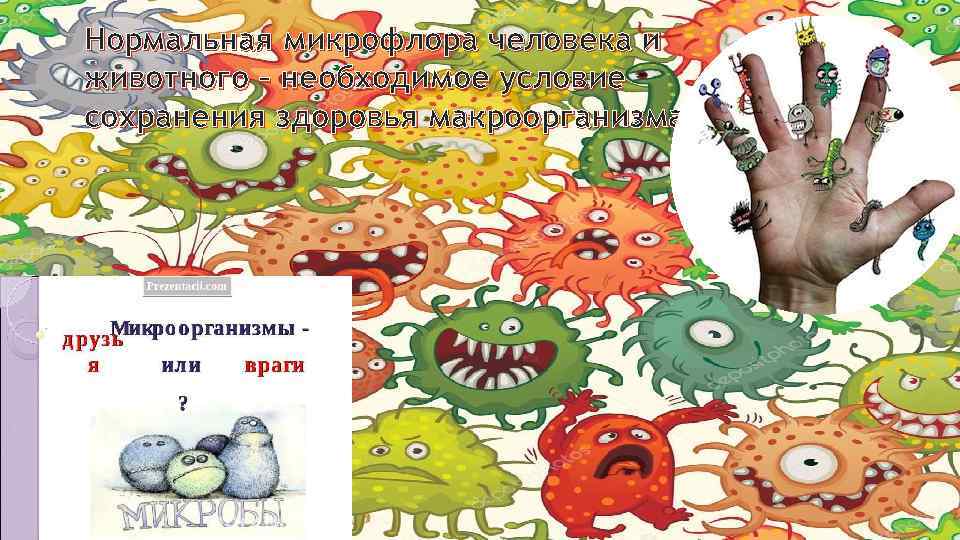 Нормальная микрофлора человека и животного – необходимое условие сохранения здоровья макроорганизма. 