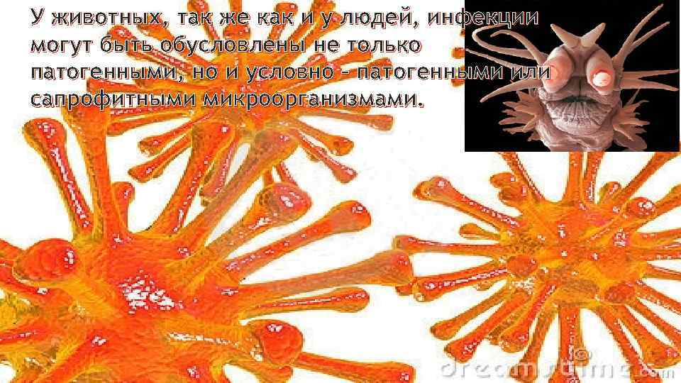 У животных, так же как и у людей, инфекции могут быть обусловлены не только