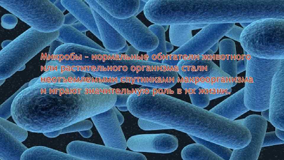 Микробы – нормальные обитатели животного или растительного организма стали неотъемлемыми спутниками макроорганизма и играют