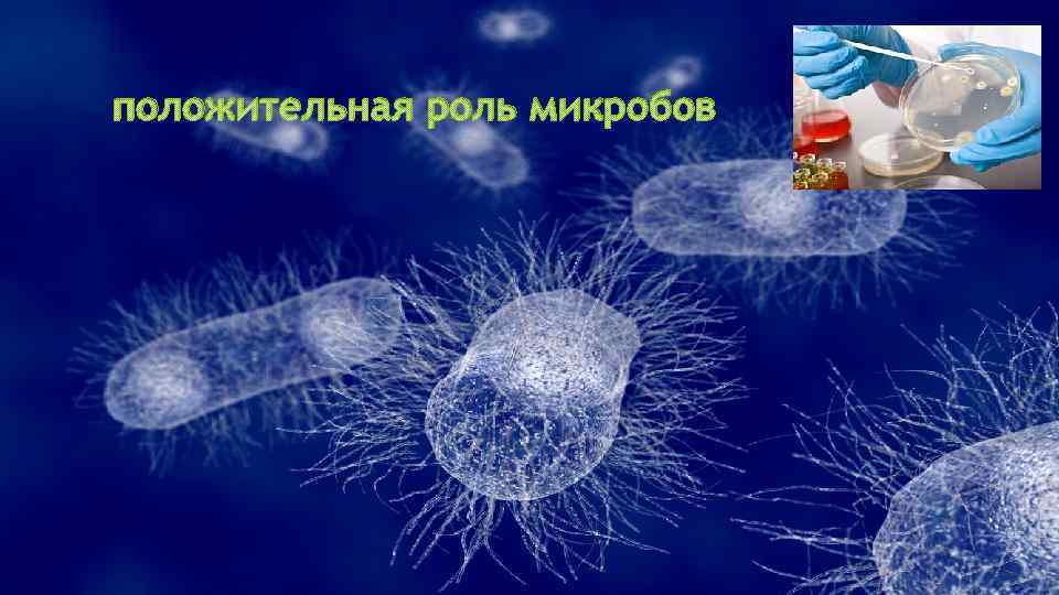 положительная роль микробов 