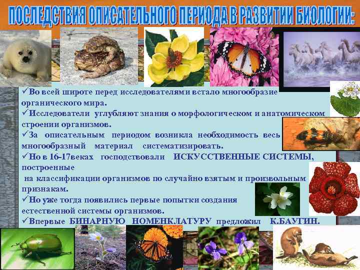 üВо всей широте перед исследователями встало многообразие органического мира. üИсследователи углубляют знания о морфологическом