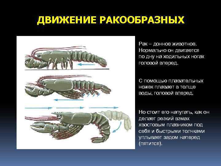 Тип членистоногие презентация