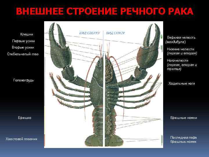 ВНЕШНЕЕ СТРОЕНИЕ РЕЧНОГО РАКА Клешни Первые усики Вторые усики Стебельчатый глаз Верхняя челюсть (мандибула)