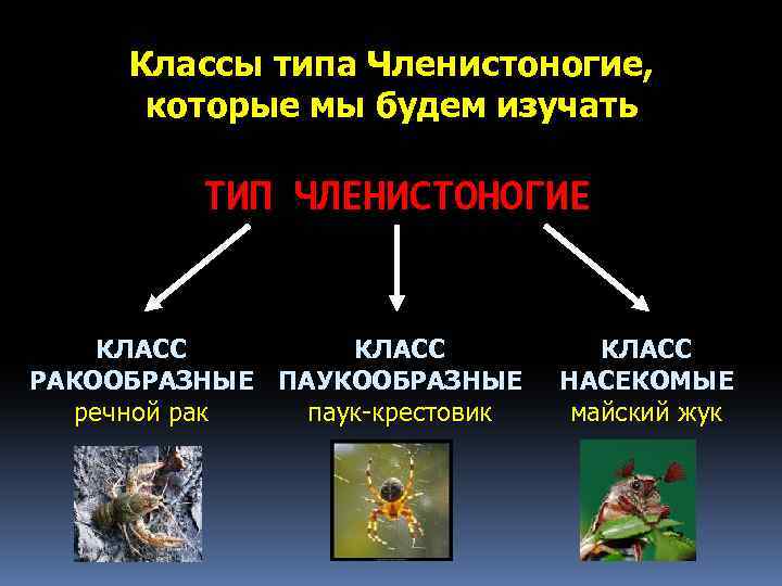 Классы типа Членистоногие, которые мы будем изучать ТИП ЧЛЕНИСТОНОГИЕ КЛАСС РАКООБРАЗНЫЕ ПАУКООБРАЗНЫЕ речной рак