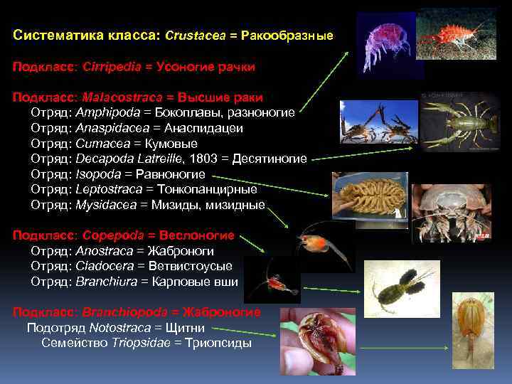 Систематика класса: Crustacea = Ракообразные Подкласс: Cirripedia = Усоногие рачки Подкласс: Malacostraca = Высшие