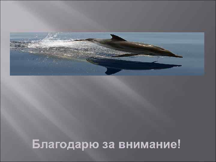 Благодарю за внимание! 