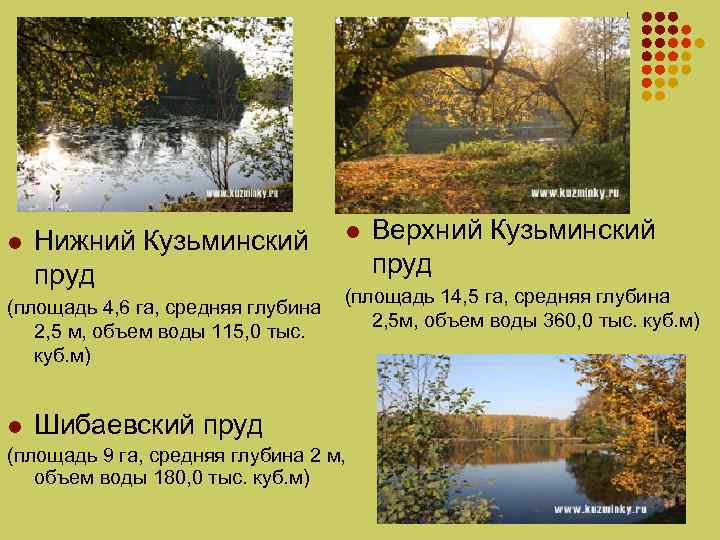 l Нижний Кузьминский пруд (площадь 4, 6 га, средняя глубина 2, 5 м, объем