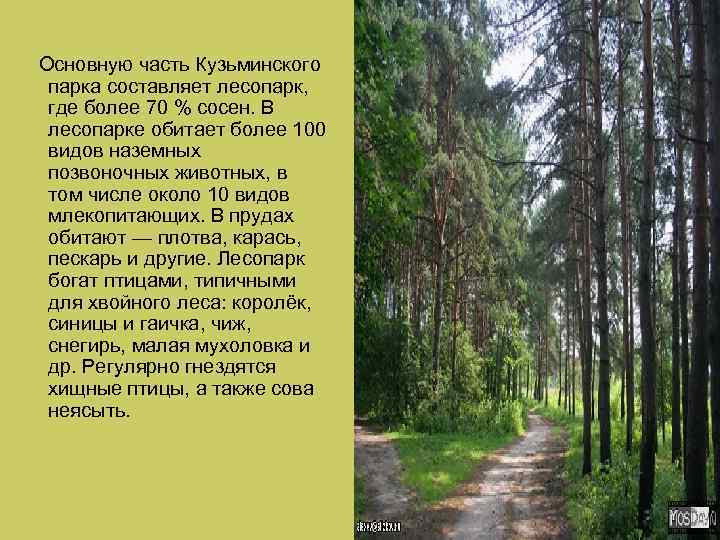  Основную часть Кузьминского парка составляет лесопарк, где более 70 % сосен. В лесопарке