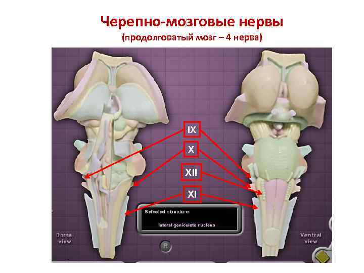 Черепно-мозговые нервы (продолговатый мозг – 4 нерва) IX X XII XI 