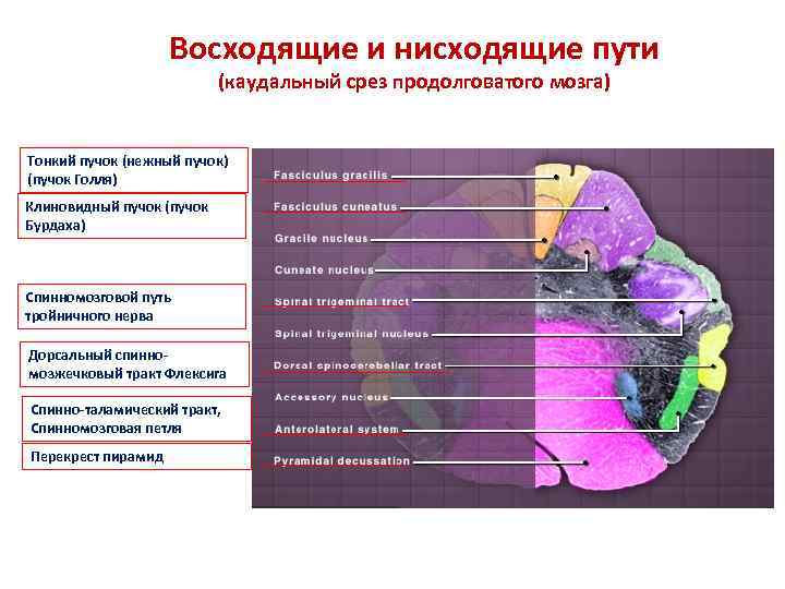 Восходящие и нисходящие пути (каудальный срез продолговатого мозга) Тонкий пучок (нежный пучок) (пучок Голля)