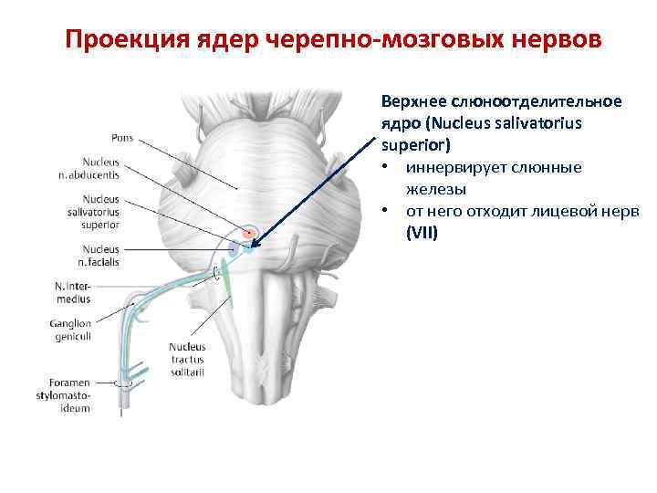 Проекция ядер черепно-мозговых нервов Верхнее слюноотделительное ядро (Nucleus salivatorius superior) • иннервирует слюнные железы