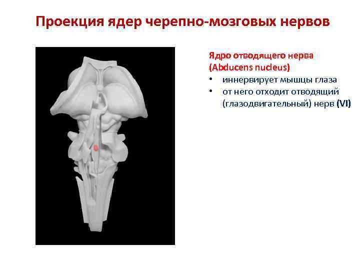 Проекция ядер черепно-мозговых нервов Ядро отводящего нерва (Abducens nucleus) • иннервирует мышцы глаза •