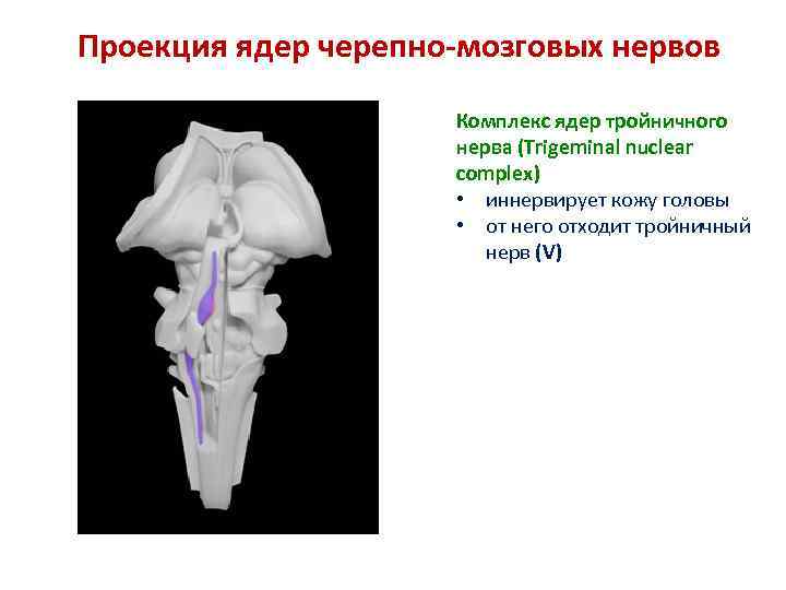 Проекция ядер черепно-мозговых нервов Комплекс ядер тройничного нерва (Trigeminal nuclear complex) • иннервирует кожу