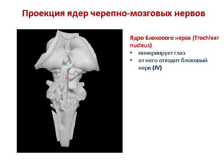 Проекция ядер черепно-мозговых нервов Ядро блокового нерва (Trochlear nucleus) • иннервирует глаз • от