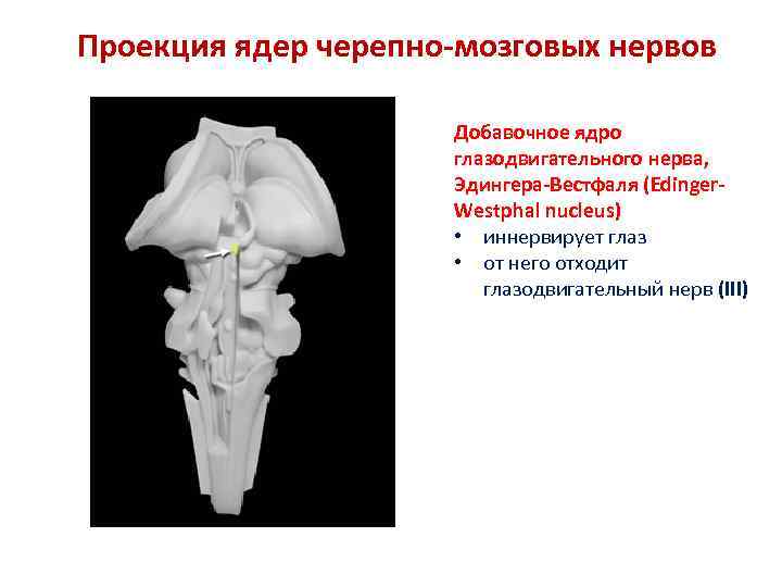 Проекция ядер черепно-мозговых нервов Добавочное ядро глазодвигательного нерва, Эдингера-Вестфаля (Edinger. Westphal nucleus) • иннервирует
