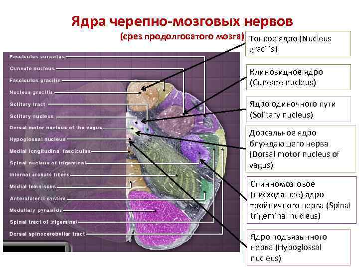 Ядра черепно-мозговых нервов (срез продолговатого мозга) Тонкое ядро (Nucleus gracilis) Клиновидное ядро (Cuneate nucleus)