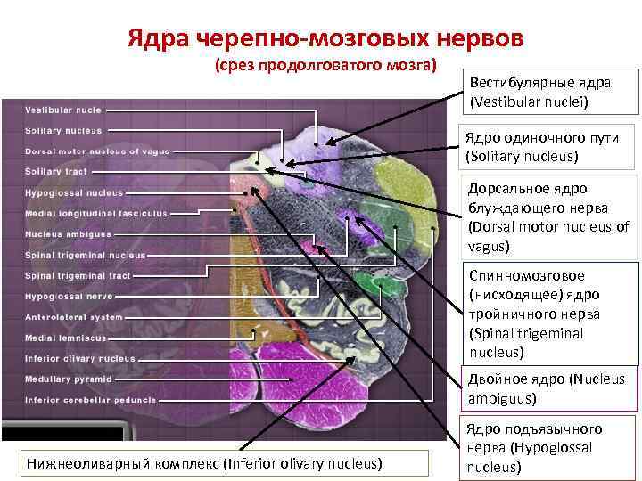 Ядра черепно-мозговых нервов (срез продолговатого мозга) Вестибулярные ядра (Vestibular nuclei) Ядро одиночного пути (Solitary