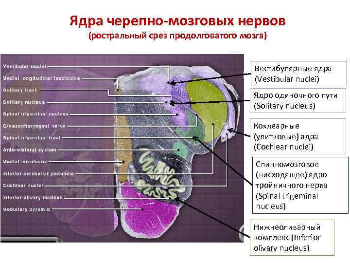 Ядра черепно-мозговых нервов (ростральный срез продолговатого мозга) Вестибулярные ядра (Vestibular nuclei) Ядро одиночного пути