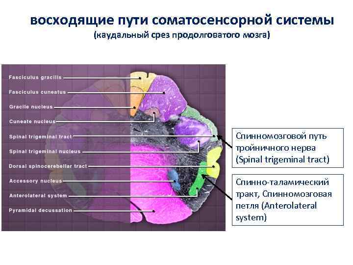 восходящие пути соматосенсорной системы (каудальный срез продолговатого мозга) Спинномозговой путь тройничного нерва (Spinal trigeminal