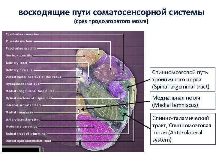 восходящие пути соматосенсорной системы (срез продолговатого мозга) Спинномозговой путь тройничного нерва (Spinal trigeminal tract)