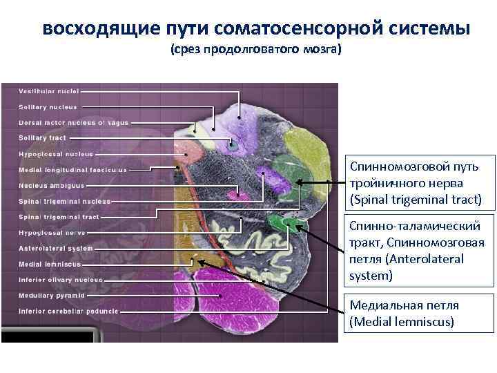 восходящие пути соматосенсорной системы (срез продолговатого мозга) Спинномозговой путь тройничного нерва (Spinal trigeminal tract)