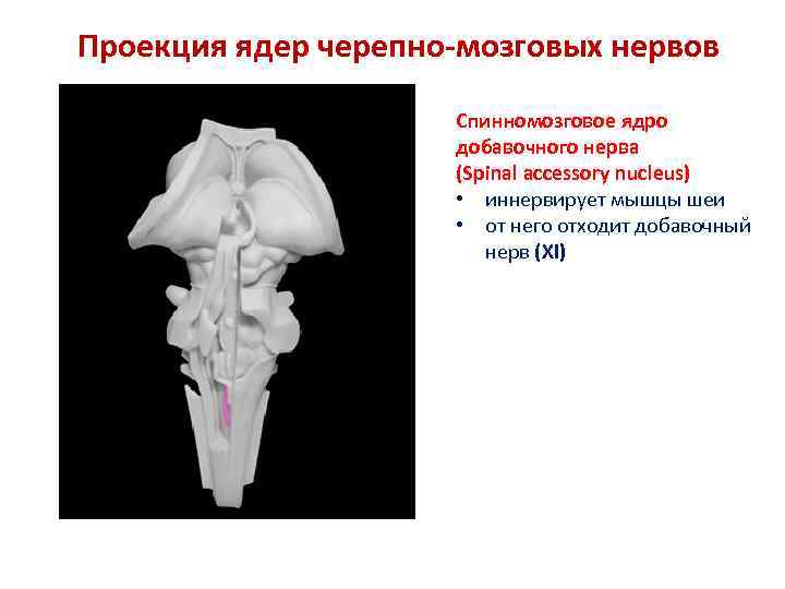 Проекция ядер черепно-мозговых нервов Спинномозговое ядро добавочного нерва (Spinal accessory nucleus) • иннервирует мышцы